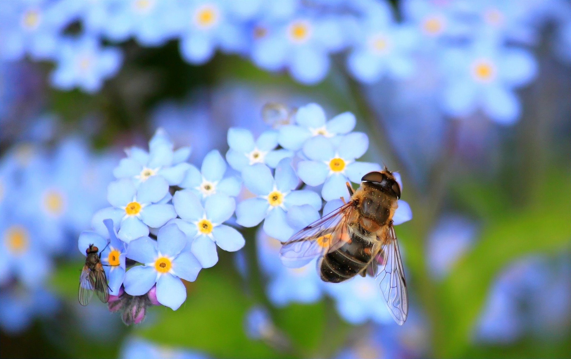 Bee On Flower